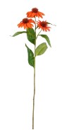 Echinacea oranje L62cm